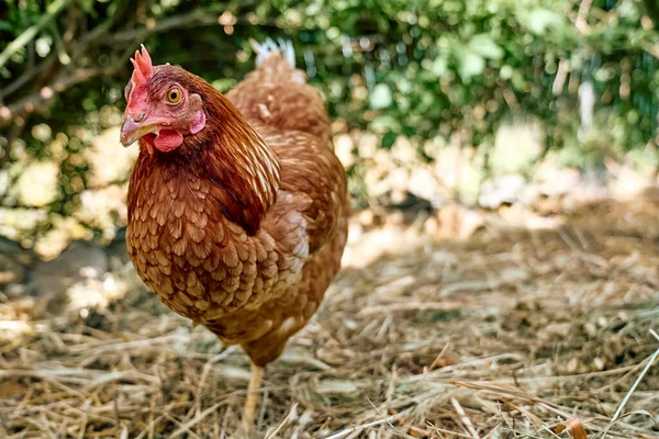 Free-grazing domestic hen in walk-in chicken run on a traditional free range poultry organic farm. Adult chickens walking on the soil in an enclosure.