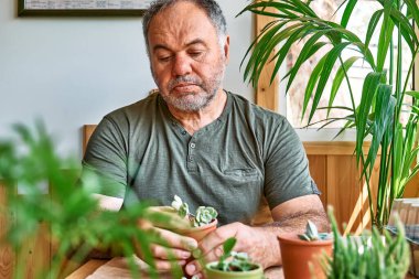 Mature bearded man taking care of plants and home flowers, planting green succulent in pot on the table. Home gardening.