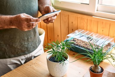Man looking for plant name in app in digital tablet above a pot with small palm. Taking care of home flowers and succulents, planting and sprinkling water on the plants. Home gardening.