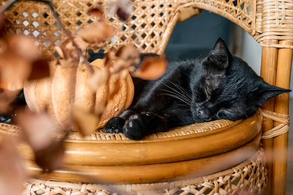 Halloween Black Cat Pumpkin Cute Kitty Sleeping Pumpkin Wicker Chair — Stock fotografie