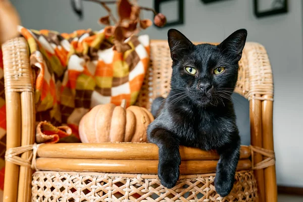Halloween black cat with pumpkin. Cute kitty resting with pumpki