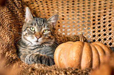 Cute tabby cat with pumpkin. Gray kitty resting with pumpkin on wicker chair with woolen blanket. Fall mood, autumn vibes. Thanksgiving day.