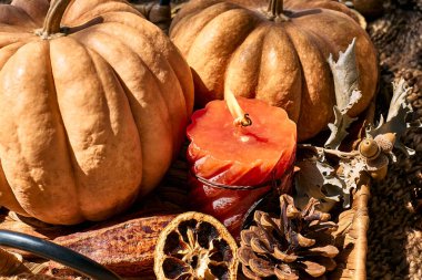 Cozy warm autumn composition with burning candle and pumpkins on knitted woolen plaid. Autumn home decor. Fall mood. Thanksgiving. Halloween.