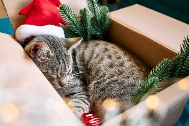 Cute tabby cat with christmas red santa hat sleeping in open gift box with Christmas decoration. Happy winter holidays. Concept of New Year and Merry Christmas.