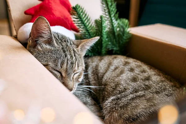 Cute Tabby Cat Christmas Red Santa Hat Sleeping Open Gift — Stock fotografie