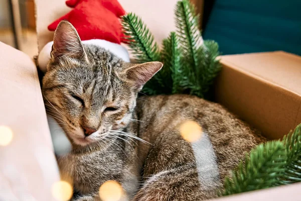 Cute Tabby Cat Christmas Red Santa Hat Sleeping Open Gift — Stock fotografie