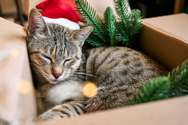 Cute Tabby Cat Christmas Red Santa Hat Sleeping Open Gift — Stock fotografie