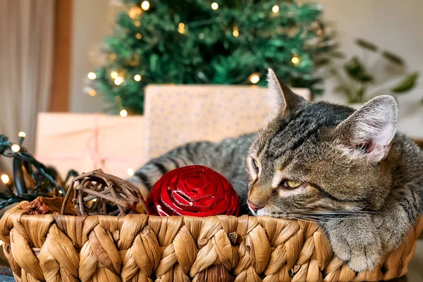 Cute Tabby Kot Śpi Koszyku Lampkami Świątecznymi Dekoracjami Wesołych Ferii — Zdjęcie stockowe