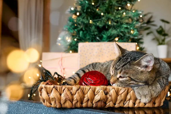 Roztomilý Tabby Kočka Spí Košíku Vánoční Světla Dekorace Veselé Zimní — Stock fotografie