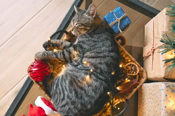Roztomilý Tabby Kočka Spí Košíku Vánoční Světla Dekorace Veselé Zimní — Stock fotografie