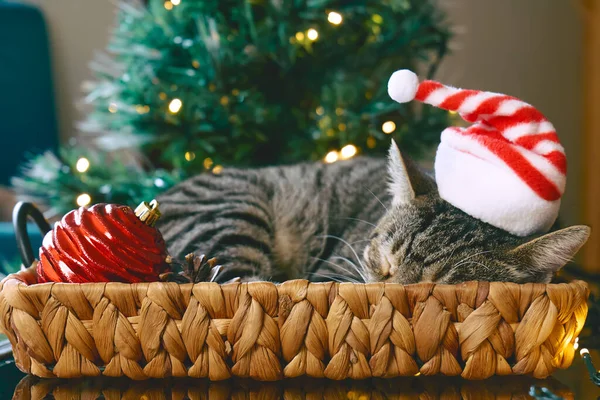Roztomilý Tabby Kočka Vánoční Červený Santa Klobouk Spí Košíku Vánoční — Stock fotografie