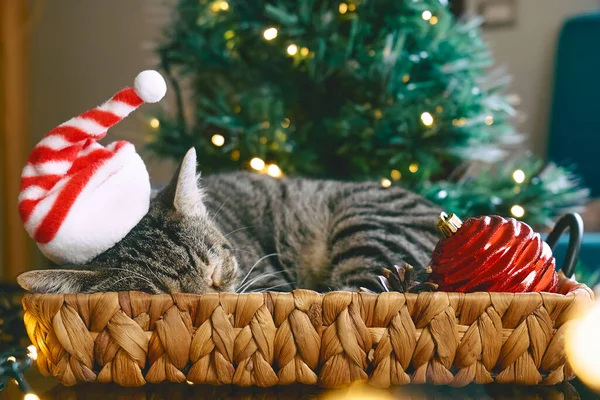 Roztomilý Tabby Kočka Vánoční Červený Santa Klobouk Spí Košíku Vánoční — Stock fotografie