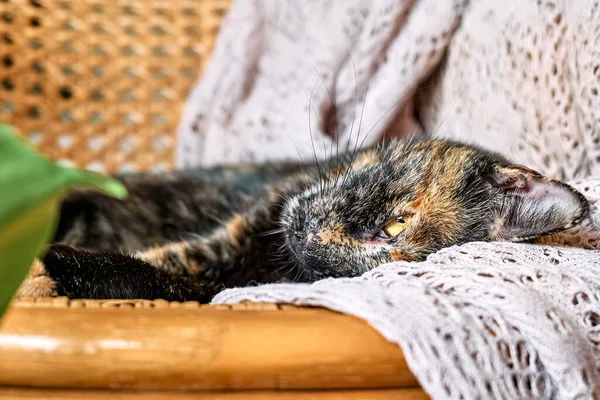 可爱的乌龟是地狱猫睡在花边米色毛毯上 有趣的家宠物 放松和舒适幸福的概念 — 图库照片