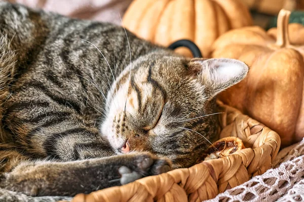Roztomilá Kočka Dýní Šedá Kočička Spící Dýní Proutěném Koši Vlněné — Stock fotografie