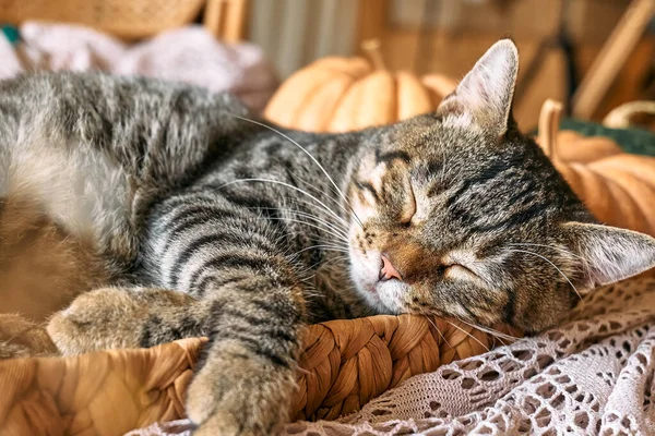 用南瓜喂可爱的肥猫 灰色的小猫在羊毛花边毯子的柳条篮里抱着南瓜睡着了 秋天的心情 秋天的激情 感恩节 — 图库照片