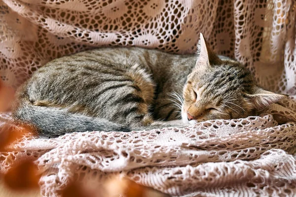 Gato Bonito Tabby Dormindo Cobertor Bege Renda Que Animal Engraçado — Fotografia de Stock