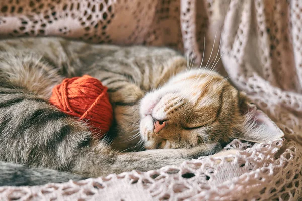 Cute tabby cat with red wool ball sleeping on lace beige blanket. Funny home pet. Concept of relaxing and cozy wellbeing. Sweet dream.