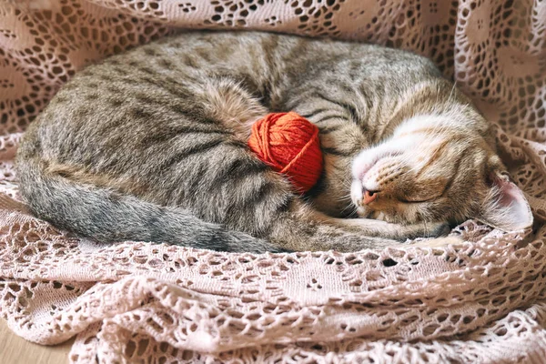 Cute tabby cat with red wool ball sleeping on lace beige blanket. Funny home pet. Concept of relaxing and cozy wellbeing. Sweet dream.