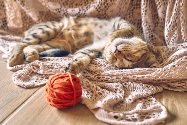 Cute tabby cat with red wool ball sleeping on lace beige blanket. Funny home pet. Concept of relaxing and cozy wellbeing. Sweet dream.