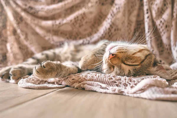Dantel Bej Battaniyenin Üzerinde Uyuyan Sevimli Tekir Kedi Komik Hayvanı — Stok fotoğraf