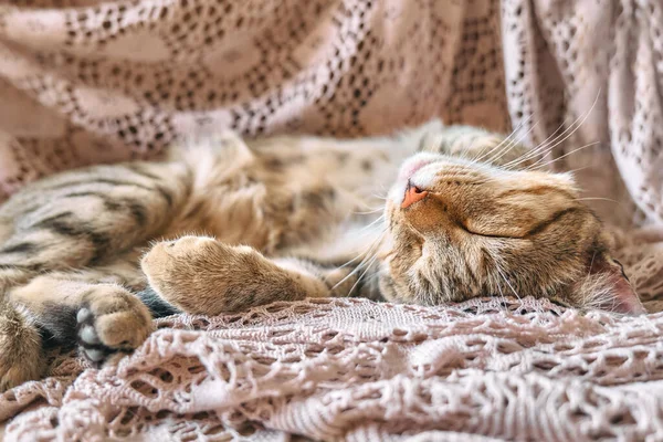 Söt Tabby Katt Sover Spets Beige Filt Roligt Husdjur Begreppet — Stockfoto