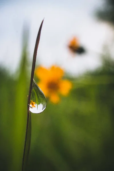 Morning Dew Drops Bushes Morning — Stock Photo, Image