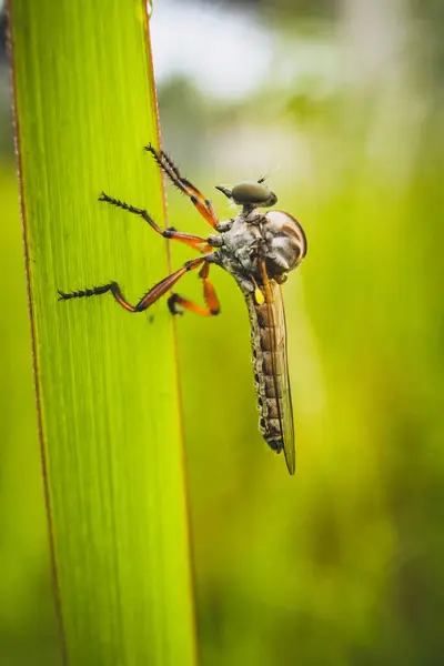 Les Moustiques Bosse Perchés Dans Jardin Fleurissent Matin — Photo