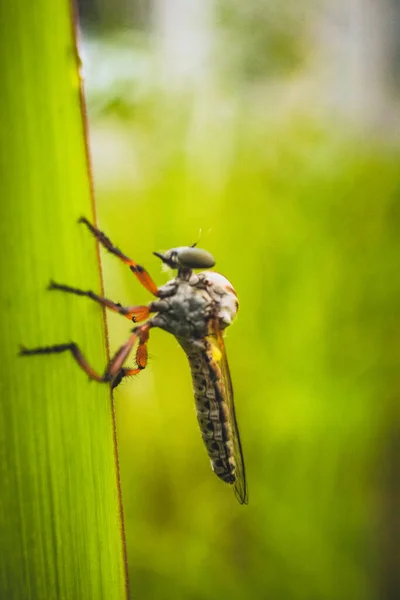 Les Moustiques Bosse Perchés Dans Jardin Fleurissent Matin — Photo