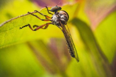 Ot yaprağına konmuş kambur bir sivrisinek.