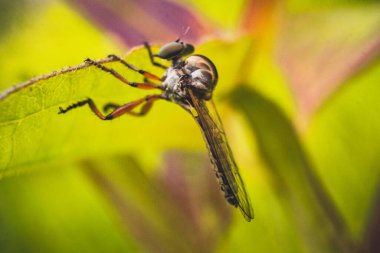 Ot yaprağına konmuş kambur bir sivrisinek.