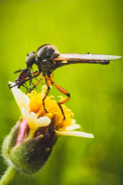 Humpback Mosquitoes Perched Garden Blooming Morning — Stock Photo, Image