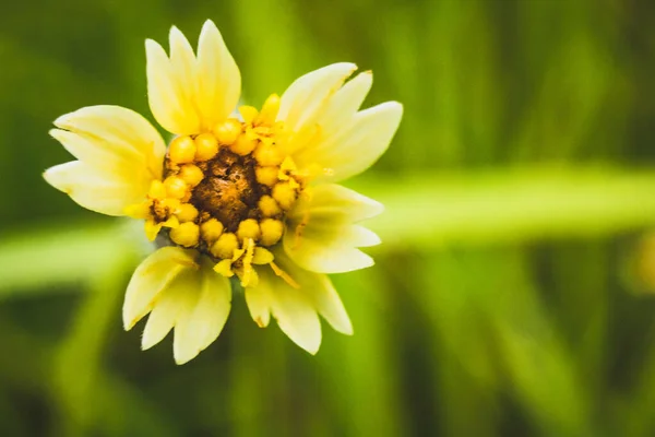 Flores Amarelas Ervas Daninhas Florescem Pela Manhã — Fotografia de Stock