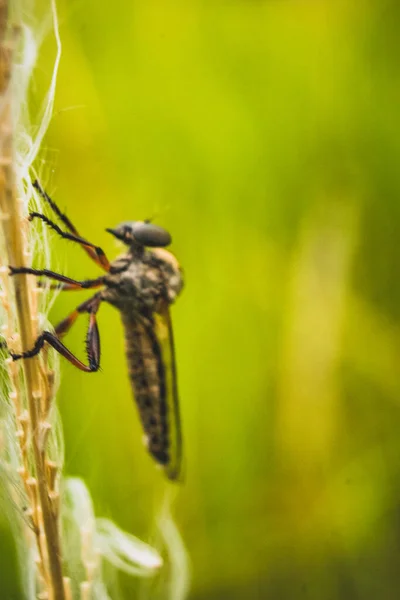 Eine Bucklige Stechmücke Hockt Auf Einem Unkrautblatt — Stockfoto