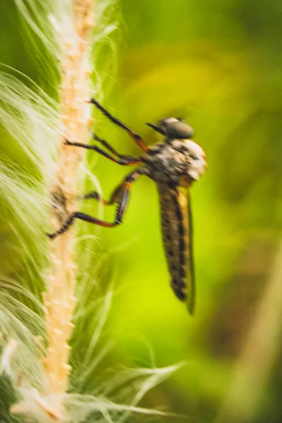 Moustique Bossu Perché Sur Une Feuille Mauvaises Herbes — Photo