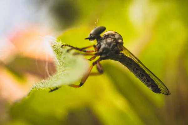 Eine Bucklige Stechmücke Hockt Auf Einem Unkrautblatt — Stockfoto