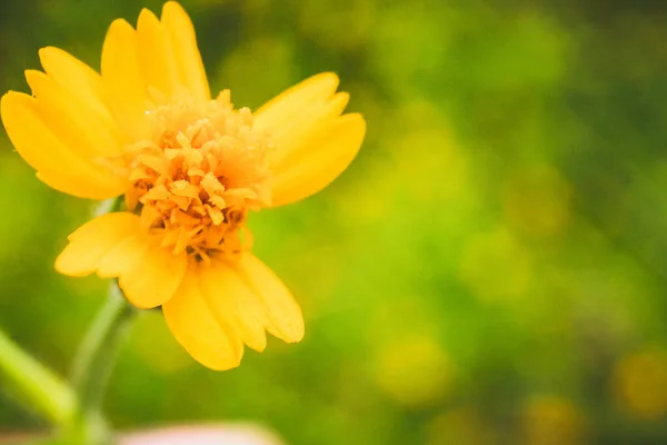 Flor Grama Amarela Pela Manhã — Fotografia de Stock