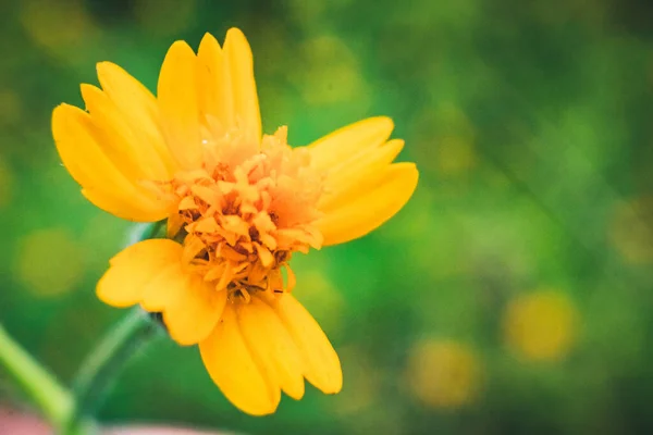 Κίτρινο Λουλούδι Γρασίδι Πρωί — Φωτογραφία Αρχείου