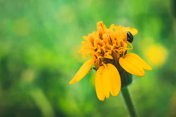 Flor Grama Amarela Pela Manhã — Fotografia de Stock