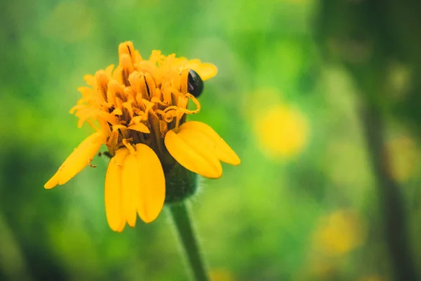 Flor Grama Amarela Pela Manhã — Fotografia de Stock