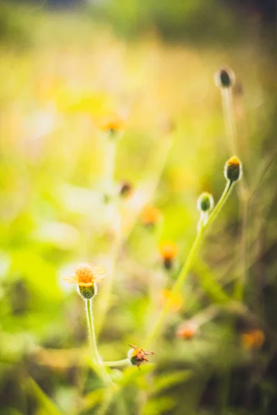 Lindas Flores Grama Amarela Pela Manhã — Fotografia de Stock