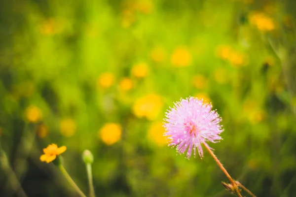 Die Roten Sporen Des Unkrauts Sind Rosa — Stockfoto