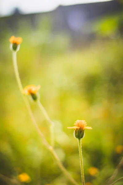 Lindas Flores Grama Amarela Pela Manhã — Fotografia de Stock