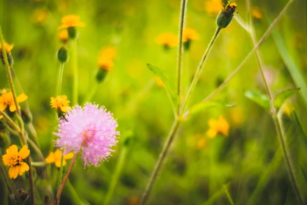 Die Roten Sporen Des Unkrauts Sind Rosa — Stockfoto