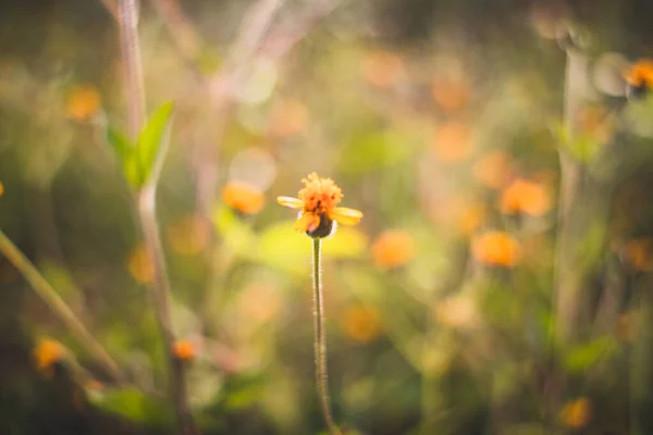 Lindas Flores Grama Amarela Pela Manhã — Fotografia de Stock