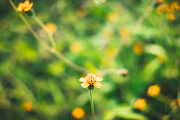 Schöne Gelbe Grasblumen Morgen — Stockfoto