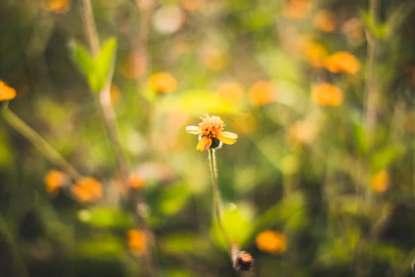Όμορφα Κίτρινα Λουλούδια Γρασίδι Πρωί — Φωτογραφία Αρχείου