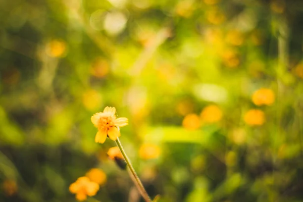 Bella Erba Gialla Fiori Mattino — Foto Stock