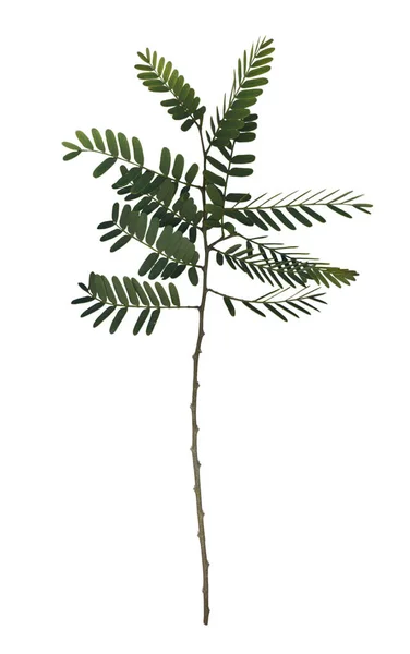 Twig Leaf Tree — Zdjęcie stockowe