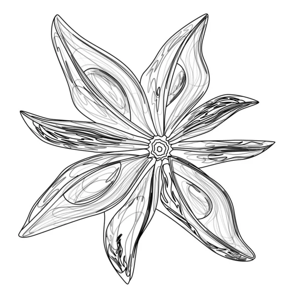 Vektorbild Einer Einzelnen Anis Pflanze Umrissstil Eps — Stockvektor