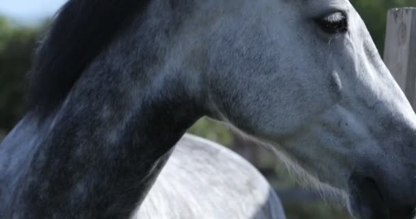 Bellissimo cavallo in un campo verde — Video Stock